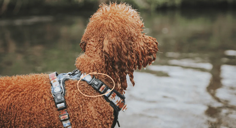 cockapoo wearing a twiggy tags adventure harness with 3 clips so it doesn't need to go over his head