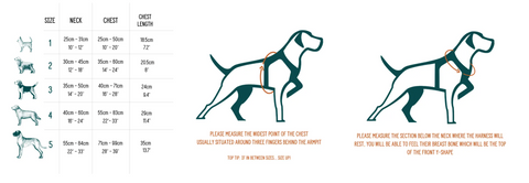 size guide and sizing instructions for twiggy tags adventure harnesses