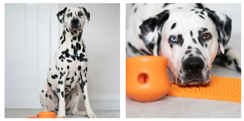 Importance and types of dog toys for mental stimulation