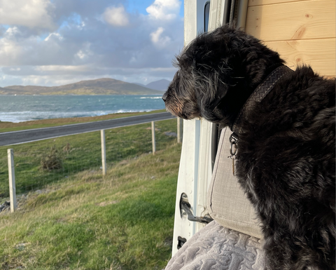 spaniel mix dog looking out the window at Scotland scenery in a campervan