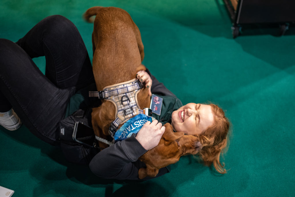 owner of twiggy tags on floor at crufts event with a fox red labrador wearing an adventure harness in heritage licking her face