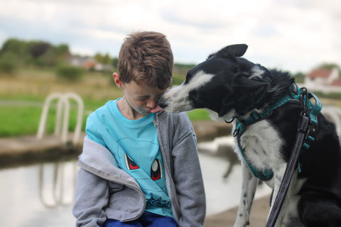 young boy and border collie dog in the park together, the dog is licking the childs face affectionately and the border collie is wearing a Twiggy Tags Adventure Harness and Twiggy Tags TrailFinder Multi-Way Lead