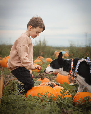 child training a border collie dog in a pumpkin patch, holding a treat out and giving the dog commands and instruction. The border collie is wearing Twiggy Tags Heritage Adventure Harness and is off lead