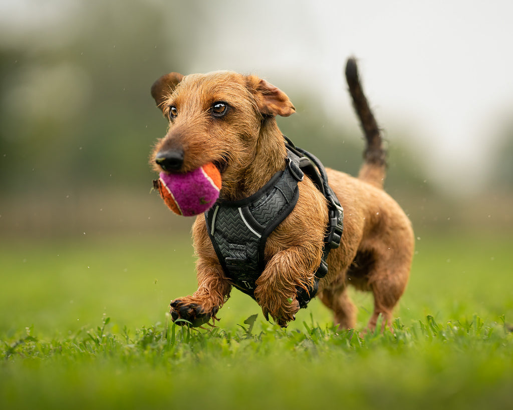 wirehaired miniature dachshund action shot retrieving ball in twiggy tags adventure harness