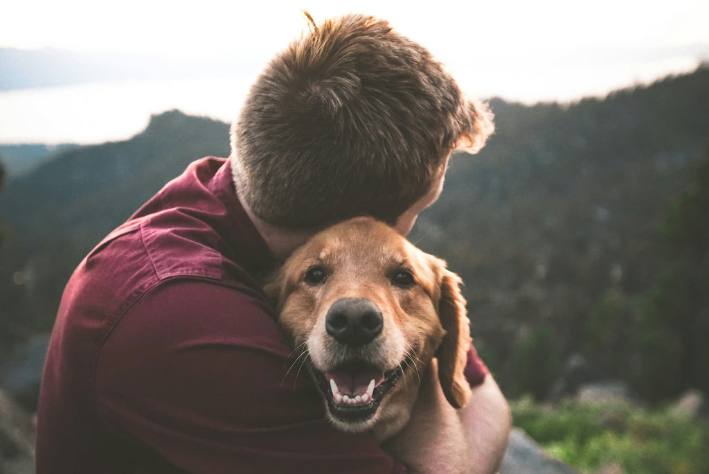 man and golden retriever in collar and dog harness hugging in front of mountains