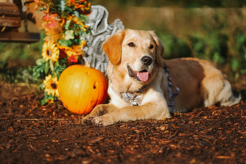 working line golden retriever posing next to a pumpkin and a garland made up of seasonal yellow and orange flowers and orange and red autumn leaves, looking very proud of her selection
