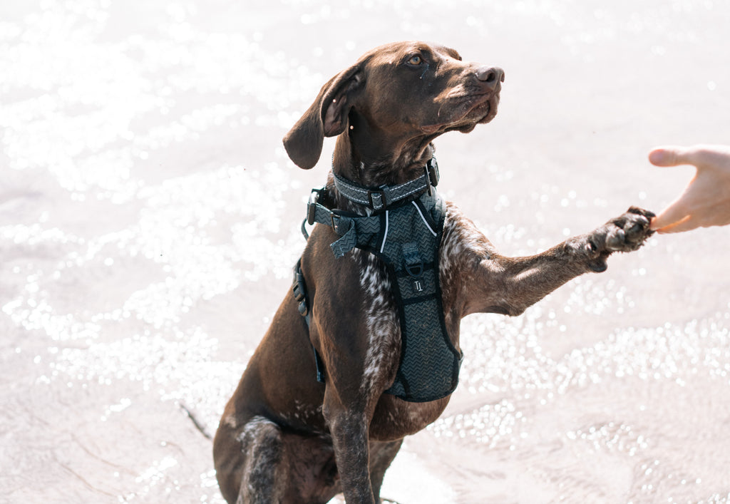 german shorthaired pointer giving paw to their owner wearing twiggy tags adventure harness and adventure collar in petrichor on the beach