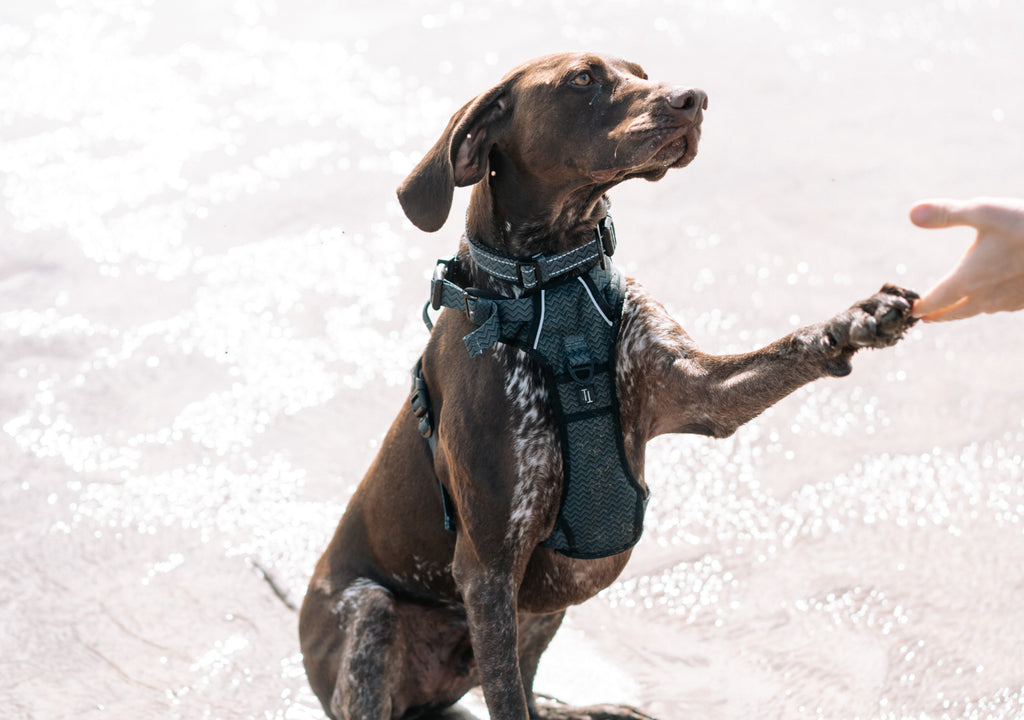 german shorthaired pointer giving paw to his owner on the beach after learning new tricks, wearing twiggy tags petrichor harness and matching adventure collar