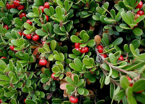 Fresh bearberry shrub