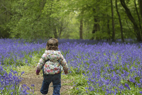 Bluebells