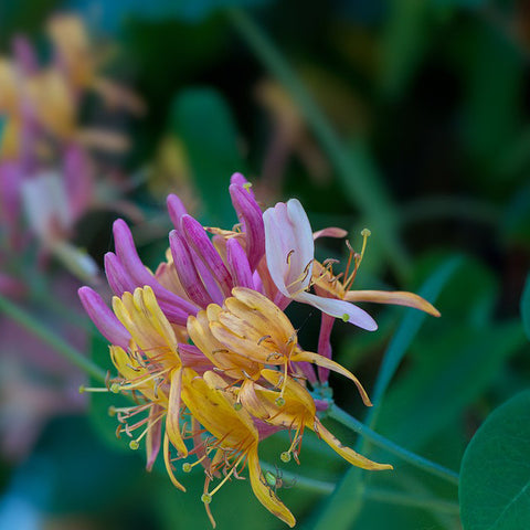 Honeysuckle in bloom