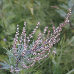 Mugwort in blossom