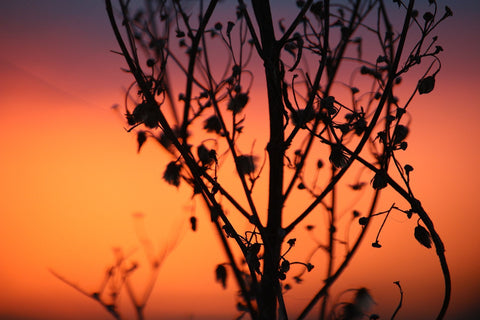 Mugwort at sunset