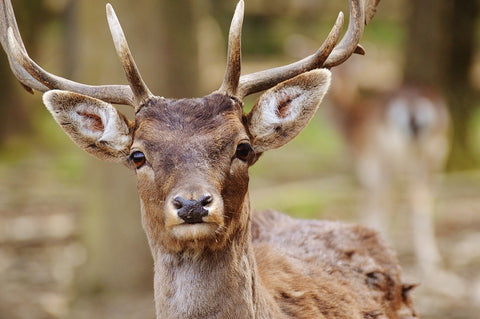 A young deer with antlers