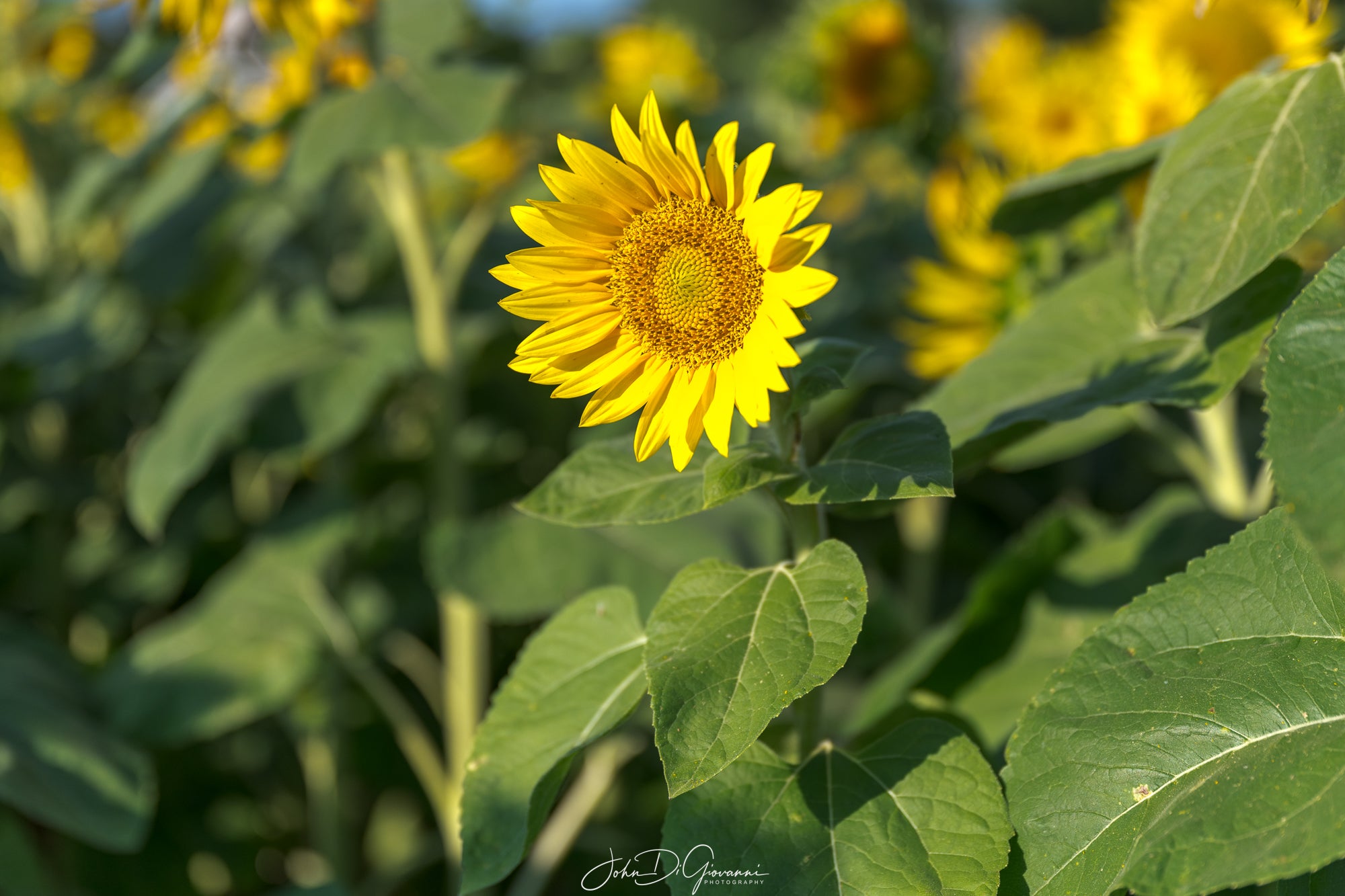 open sunflower in a field