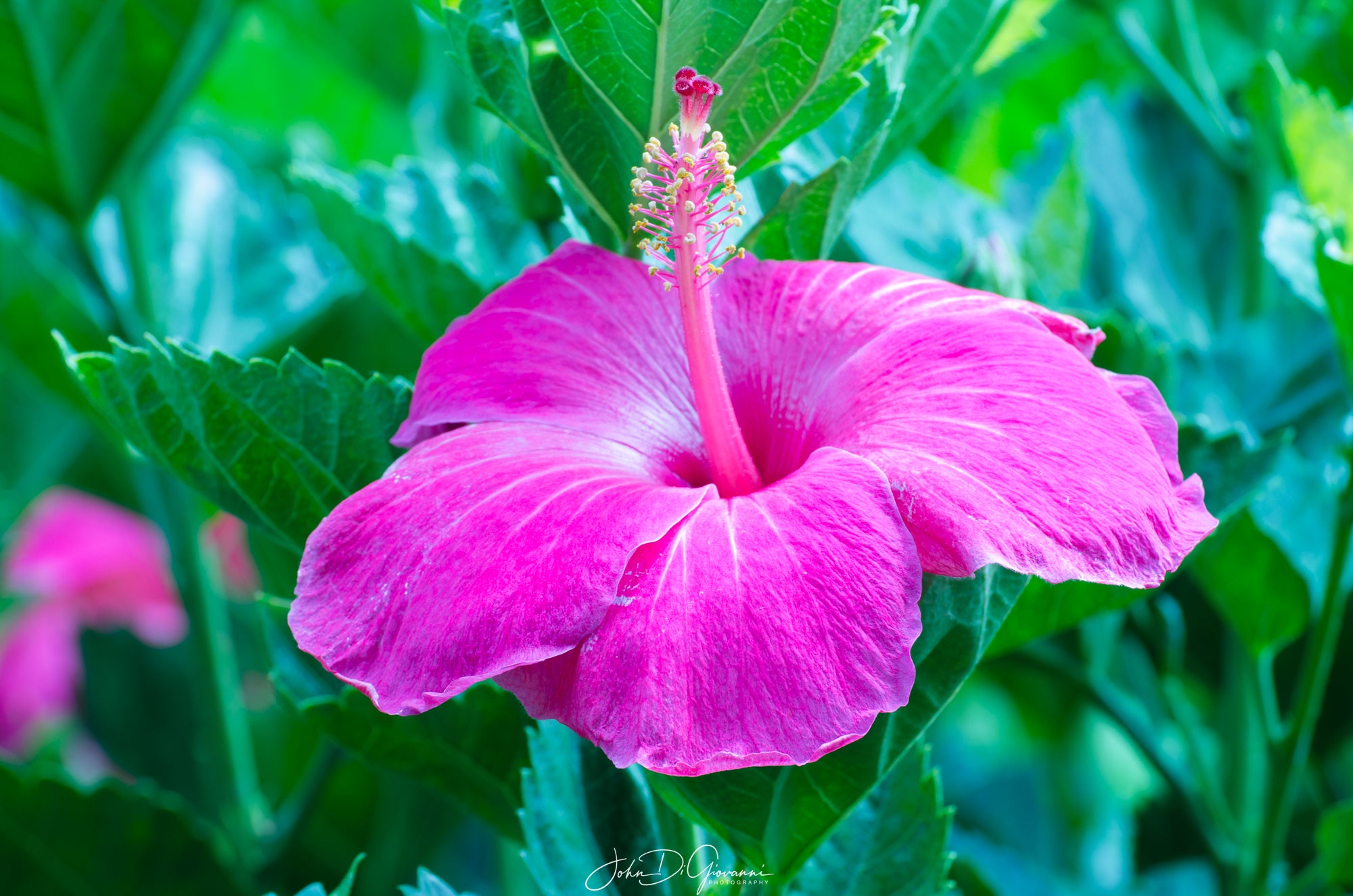 Hibiscus Flower