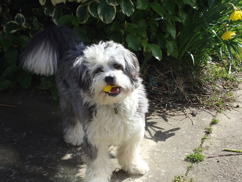 Dog with yellow toy in his mouth