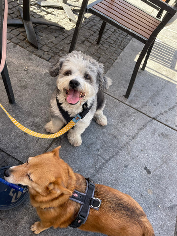 Odlum and Chica, two dogs with leads outside at a restaurant