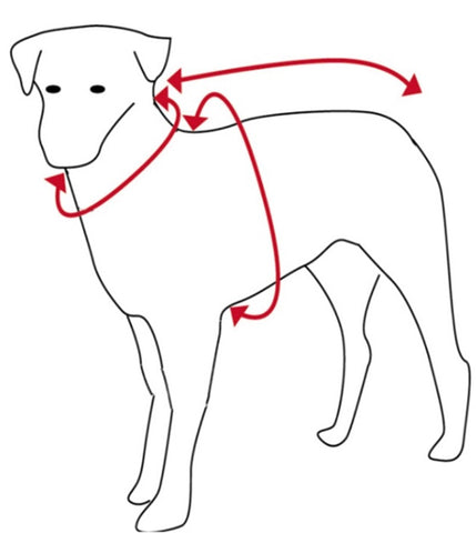Sizing directions for measuring a dog for an item of clothing