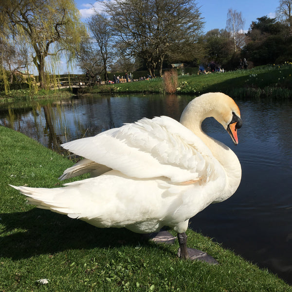 Swan at Hever Castle, Kent