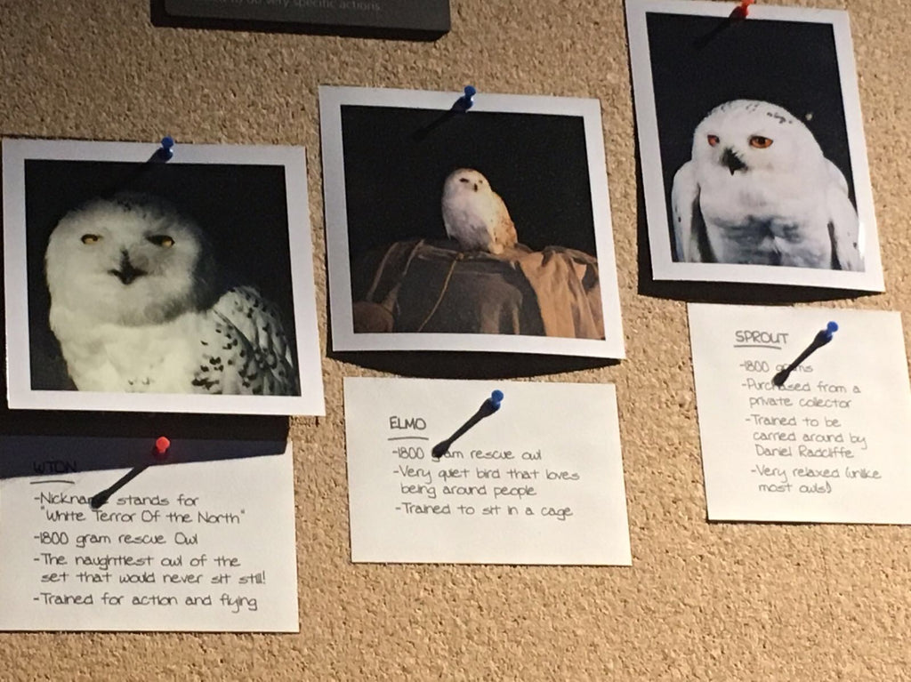 Harry Potter World, Hedwig, animal owl actors