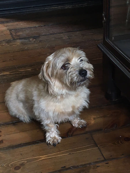 Catherine Hills jewellery atelier, dogs in the shop, norfolk terrier