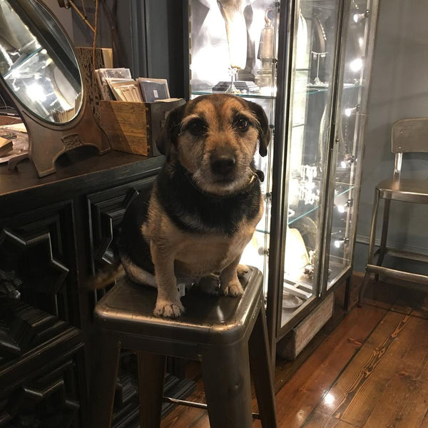 Catherine Hills Jewellery atelier, dogs in the shop, terrier