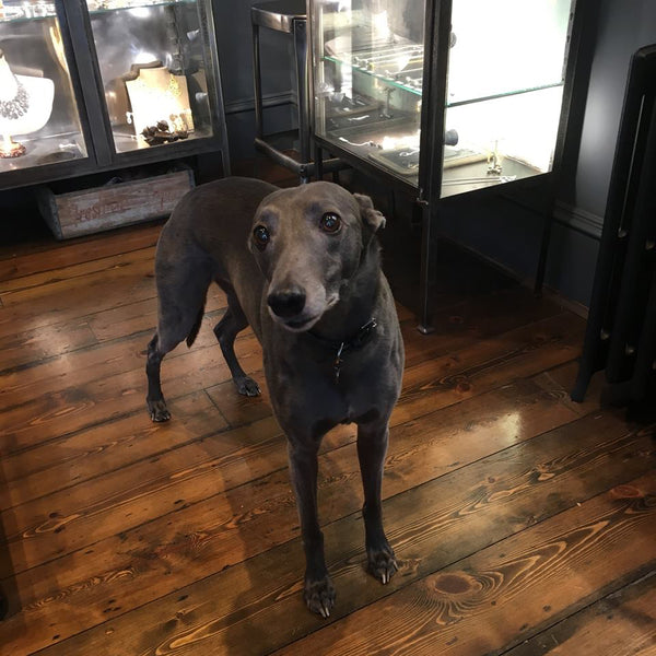Catherine Hills jewellery atelier, dogs in the shop, whippet