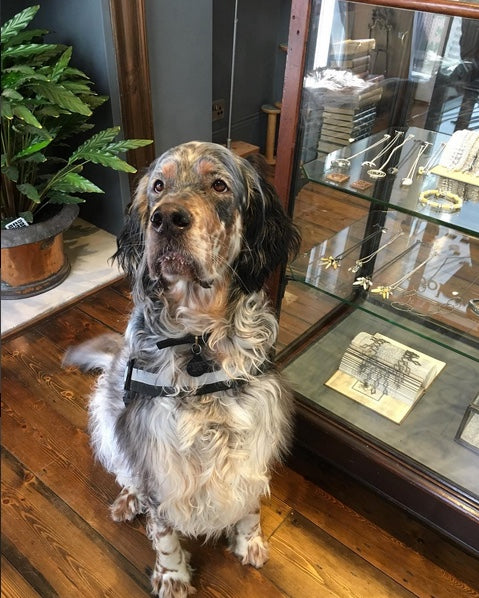 Catherine Hills Jewellery, dogs in the atelier, tri English setter