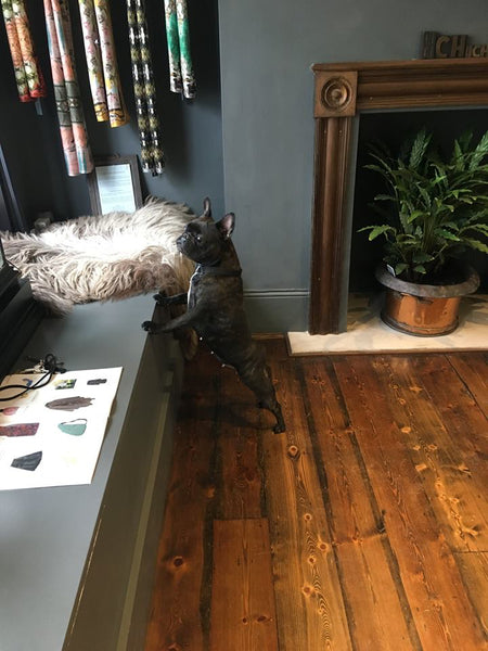 Catherine Hills jewellery atelier, dogs in the shop, french bulldog