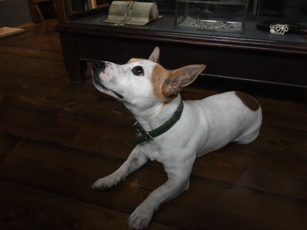 Catherine Hills jewellery atelier, dogs in the shop, jack russell