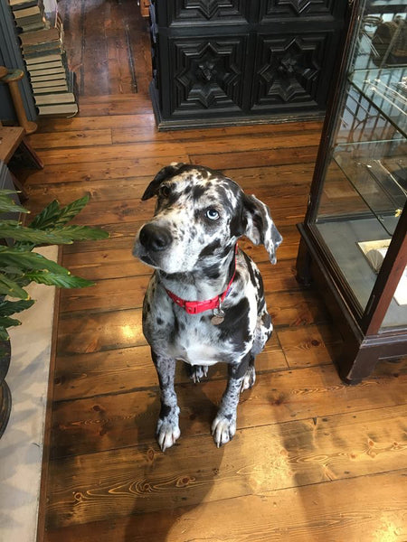 Catherine Hills jewellery atelier, dogs in the shop, catahoula leaopard dog
