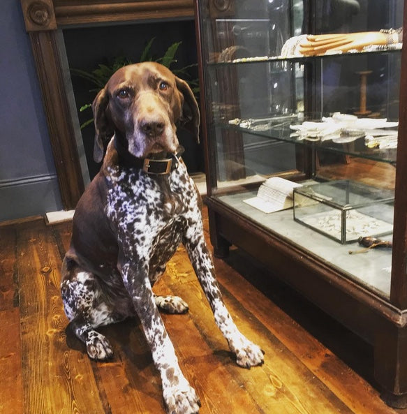 Catherine Hills Jewellery atelier, dogs in the shop, Tri English setter