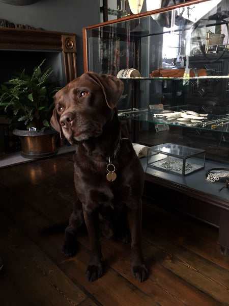 Catherine Hills Jewellery Atelier, dogs, labrador