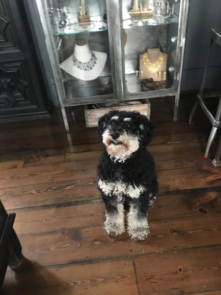 Catherine Hills jewellery atelier, dogs in the shop, maltipoo