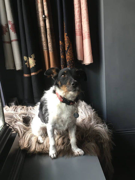Catherine Hills Jewellery Atelier, dogs, long-haired jack russell