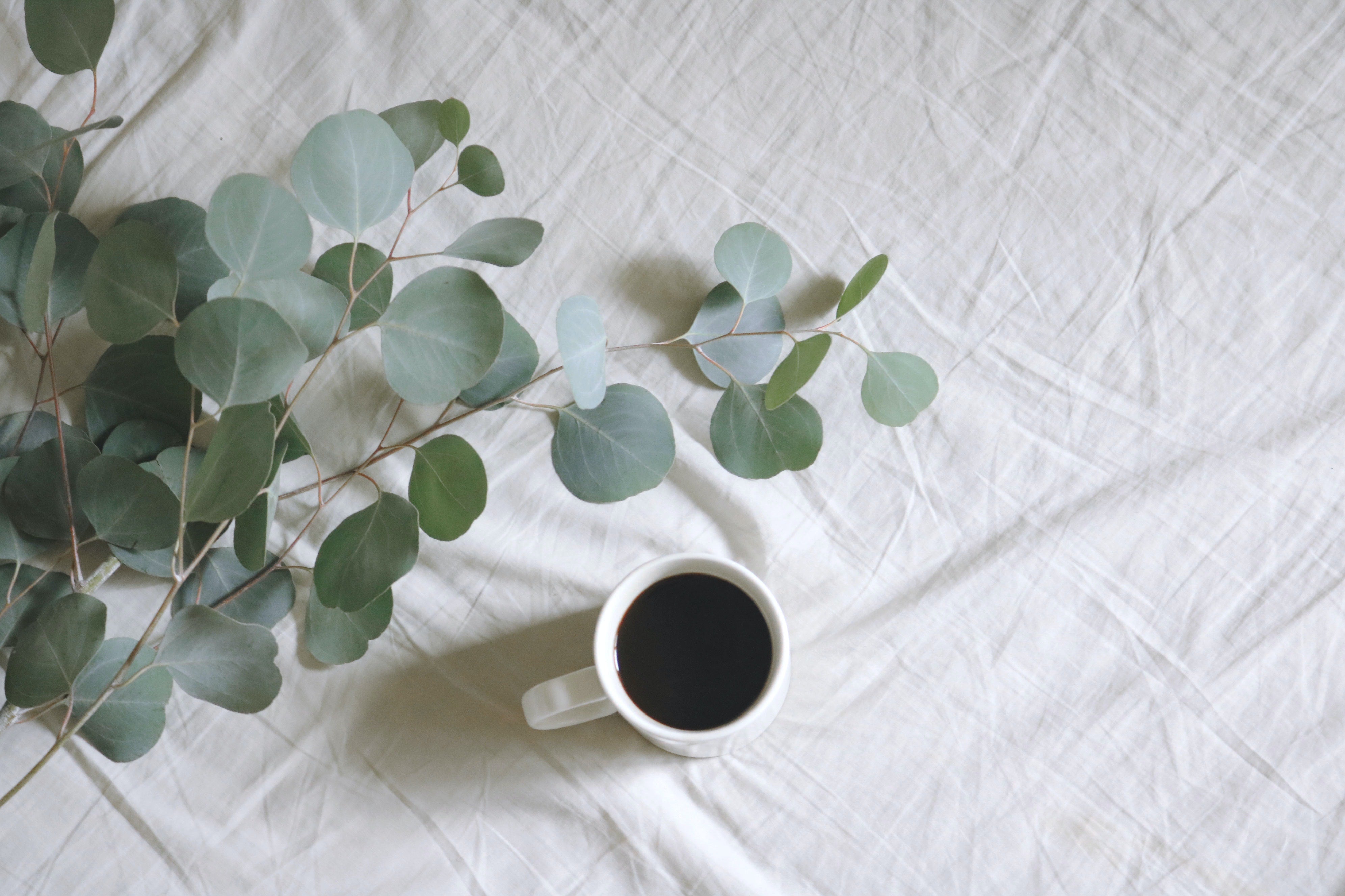 eucalyptus and a cup of coffee