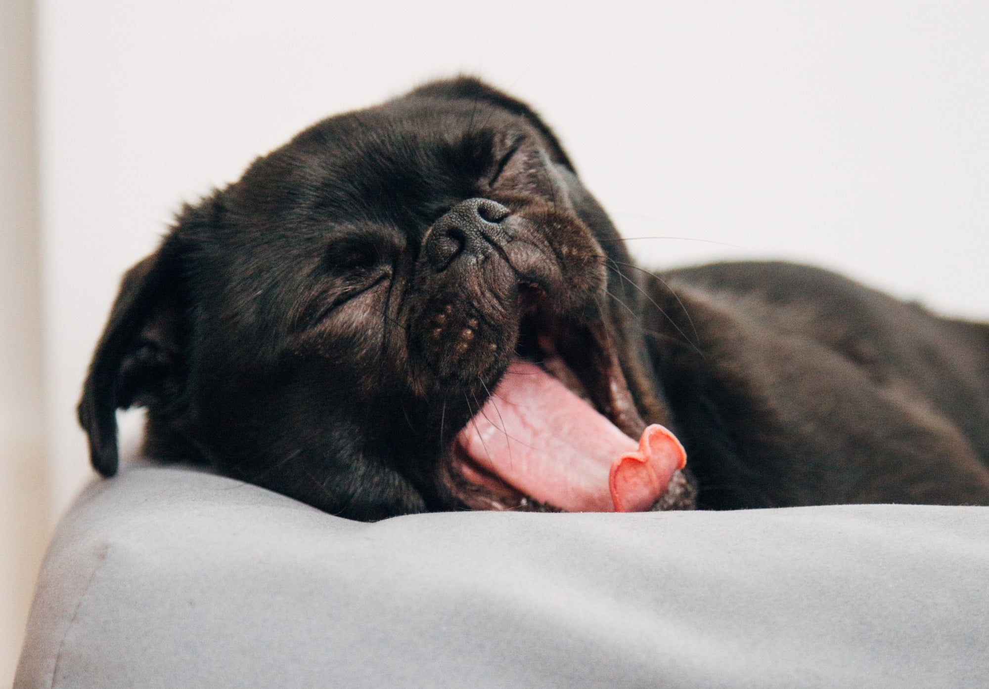 a puppy yawning