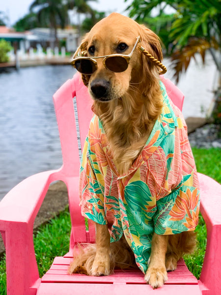 kenny_flowers_shirt_for_dogs_sunglasses