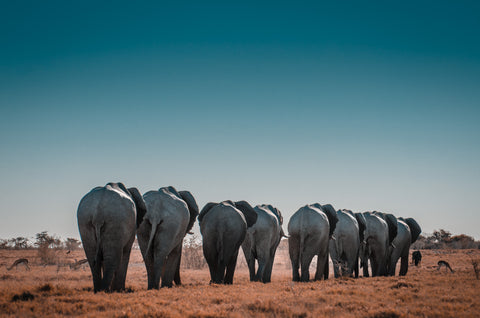 8 elephants standing in a row facing away in the desert