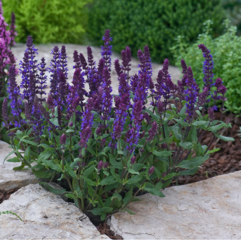 hardy-salvias-are-a-hit-with-gardeners-and-pollinators-ego-s-garden