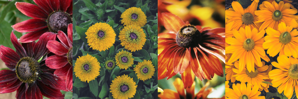 Rudbeckia 'Cherry Brandy', 'Maya', 'Autumn', 'Amarillo Gold'