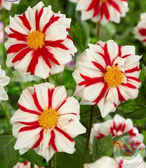 red and white flowers for Canada 150