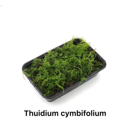 Araflora, exotic flora & more - Cushion moss 'Leucobryum glaucum' 'XL
