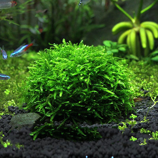 Java Moss for Aquariums - Taxiphyllum barbieri - Buy Live Plants – Great  Wave Aquatics