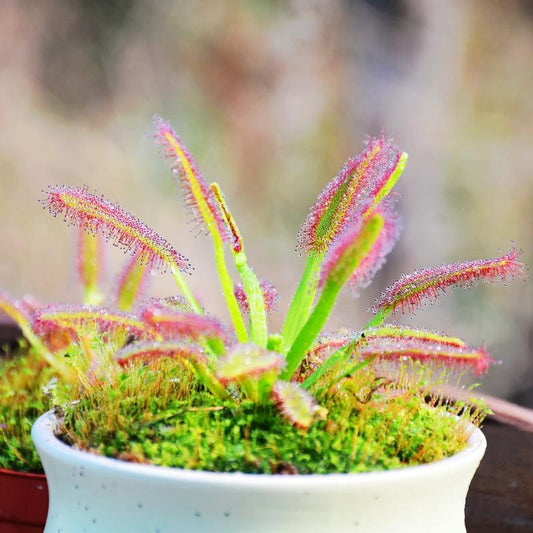 Fresh Sphagnum Moss (Sphagnum palustre) for Sale