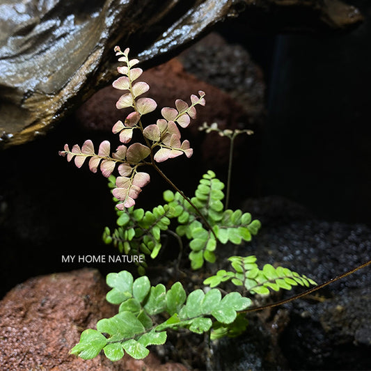 Adiantum mariesii, micro fern, grows on wet rocks in China. Not be confused  with Adiantum x mairisii. See other pics of close up macro shots, underside  of frond with sori. Extremely slow