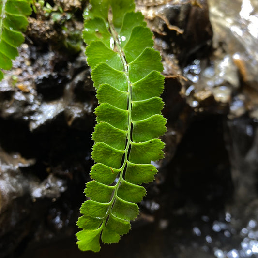 Myersii Foxtail Fern (Asparagus densiflorus) for Sale