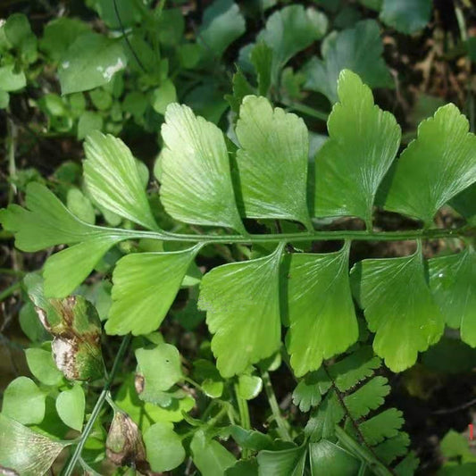 Myersii Foxtail Fern (Asparagus densiflorus) for Sale