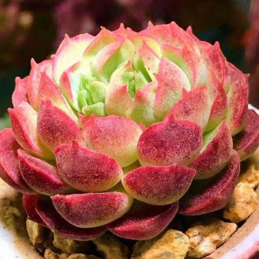 Trois chefs Echeveria Rainbow les plantes vivantes naturelles